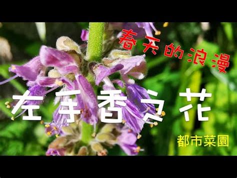 左手香風水|左手香開花風水：點解會招財進寶？